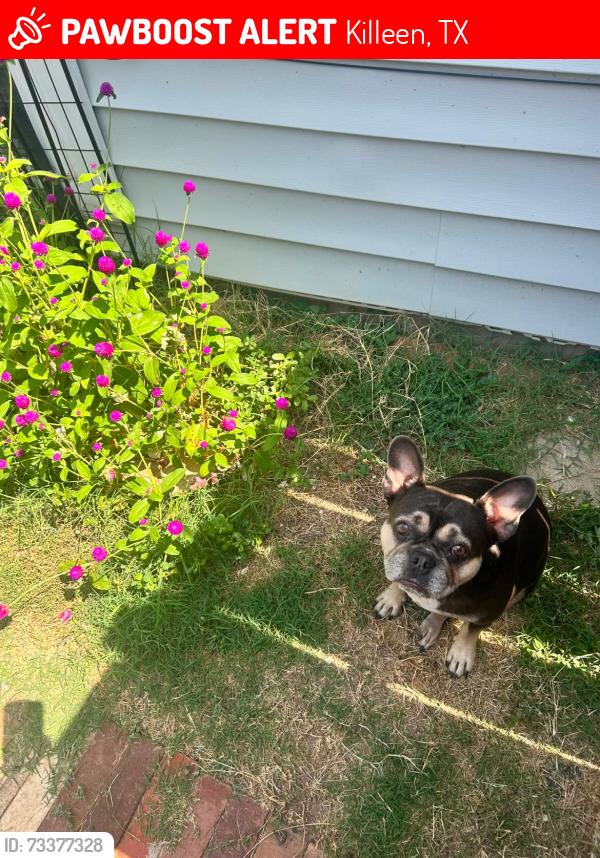 Lost Female Dog last seen Westway drive, Killeen, TX 76549