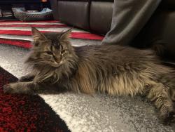 Found/Stray Unknown Cat last seen Mcmeans avenue east, Winnipeg, MB R2C 4B4
