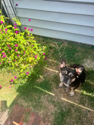 Lost Female Dog last seen Westway drive, Killeen, TX 76549