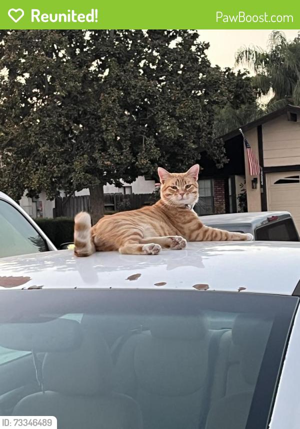 Reunited Male Cat last seen Pacheco Akers, Bakersfield, CA 93313