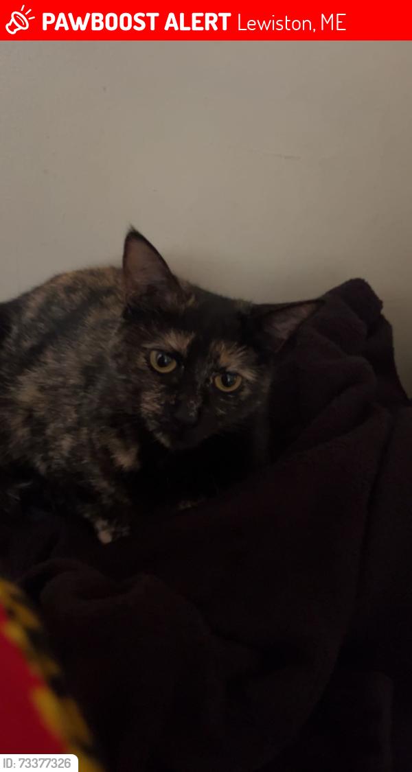 Lost Female Cat last seen Near Oxford street Lewiston maine, Lewiston, ME 04240
