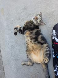 Lost Male Cat last seen Houses near abc tofu area, Los Angeles, CA 91335