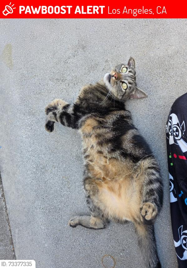 Lost Male Cat last seen Houses near abc tofu area, Los Angeles, CA 91335