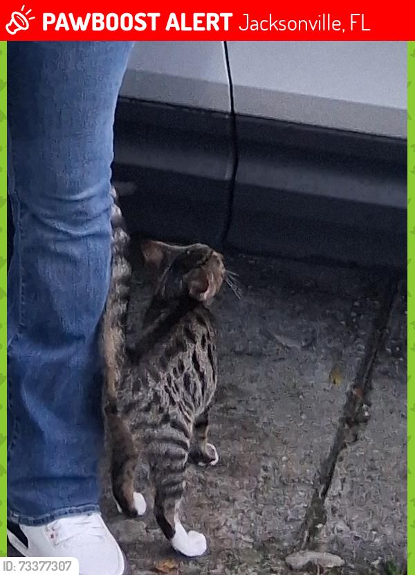 Lost Male Cat last seen Near Martha st jacksonville fl, Jacksonville, FL 32209