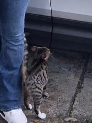 Lost Male Cat last seen Near Martha st jacksonville fl, Jacksonville, FL 32209