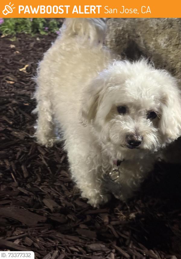 Found/Stray Female Dog last seen Near s Winchester, San Jose, CA 95128