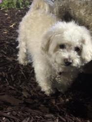 Found/Stray Female Dog last seen Near s Winchester, San Jose, CA 95128
