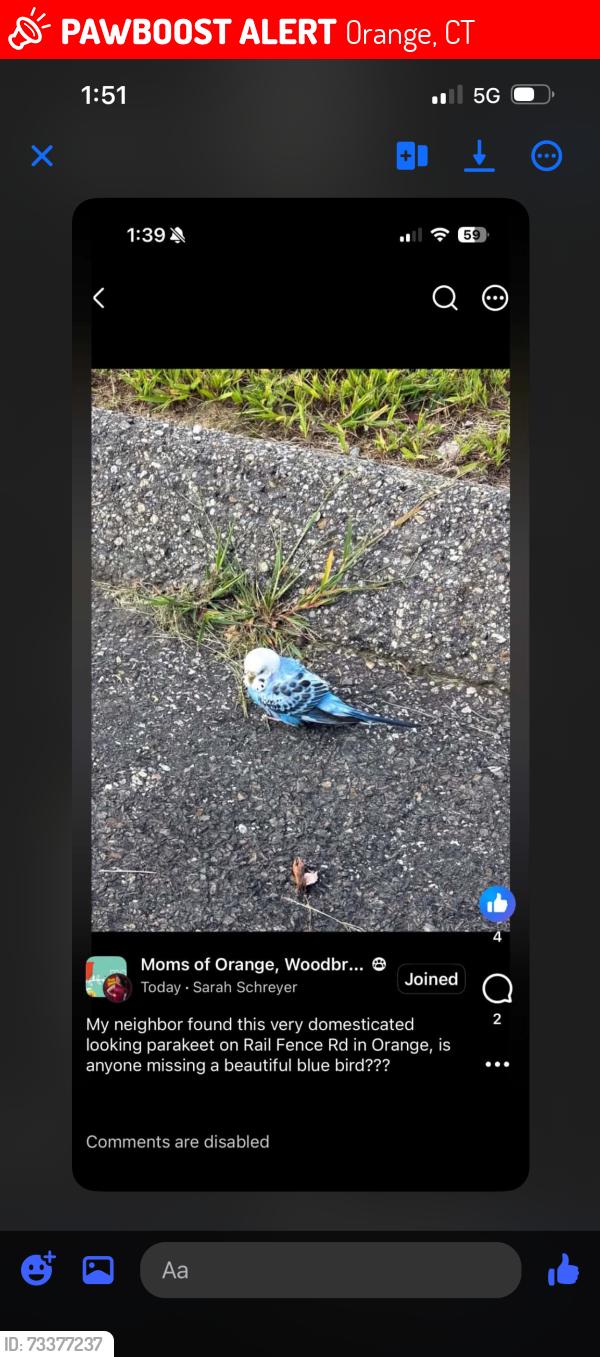 Lost Female Bird last seen Orange, Orange, CT 06477