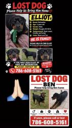 Lost Male Dog last seen Near and krome, Homestead, FL 33030