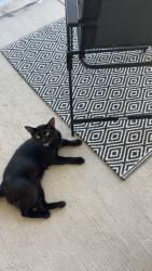 Lost Male Cat last seen Cresta Bella, San Antonio, TX 78256