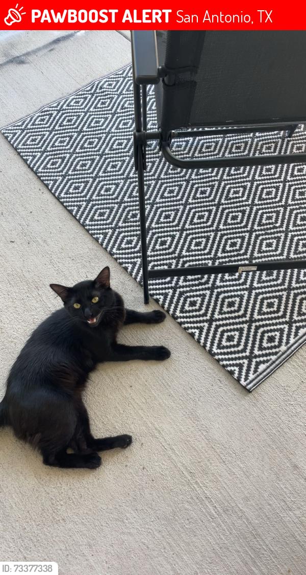 Lost Male Cat last seen Cresta Bella, San Antonio, TX 78256