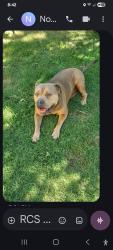 Found/Stray Unknown Dog last seen Creekwood ave, Modesto, CA 95357