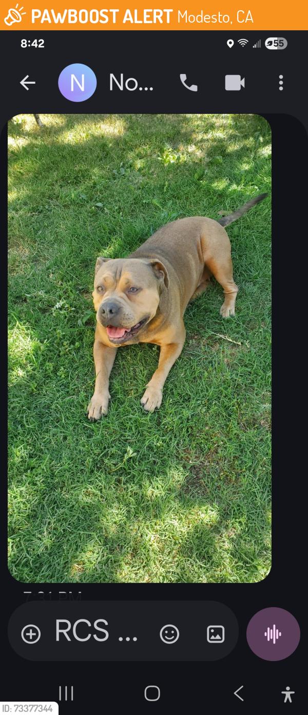 Found/Stray Unknown Dog last seen Creekwood ave, Modesto, CA 95357