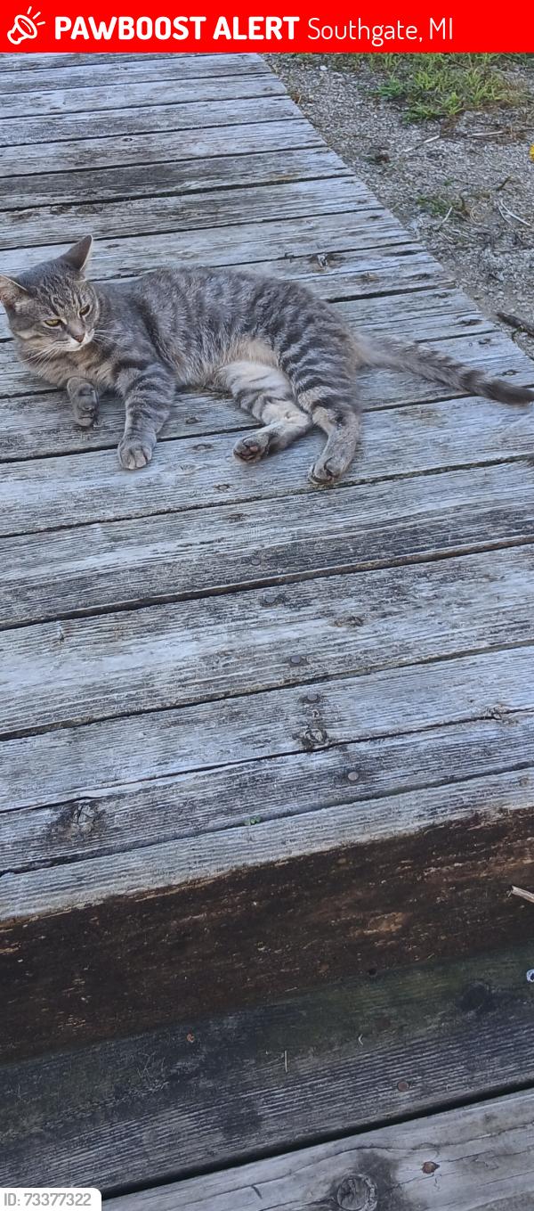 Lost Female Cat last seen Northline/Dix/Trenton Rd, Southgate, MI 48195