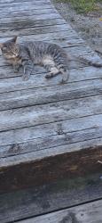 Lost Female Cat last seen Northline/Dix/Trenton Rd, Southgate, MI 48195