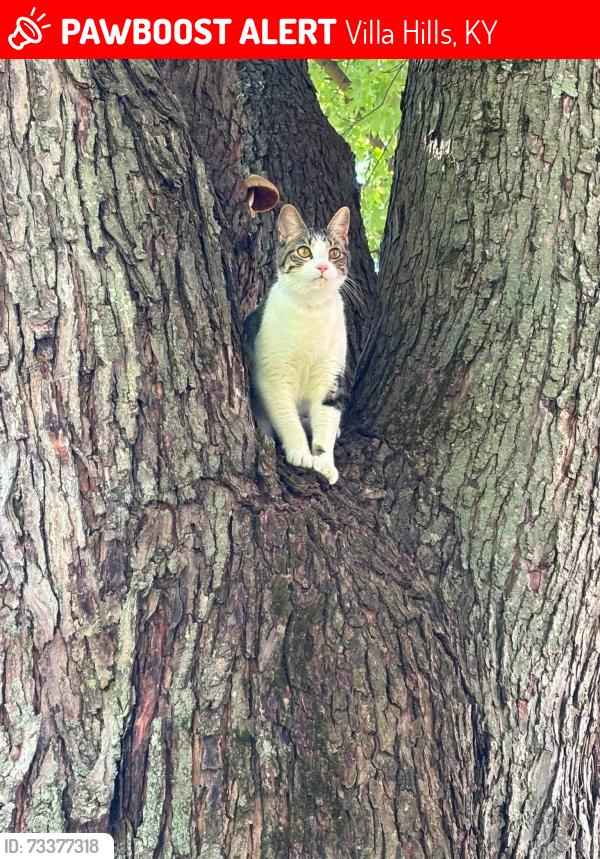 Lost Male Cat last seen Buttermilk pike, Villa Hills, KY 41017