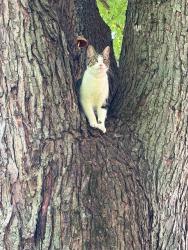 Lost Male Cat last seen Buttermilk pike, Villa Hills, KY 41017