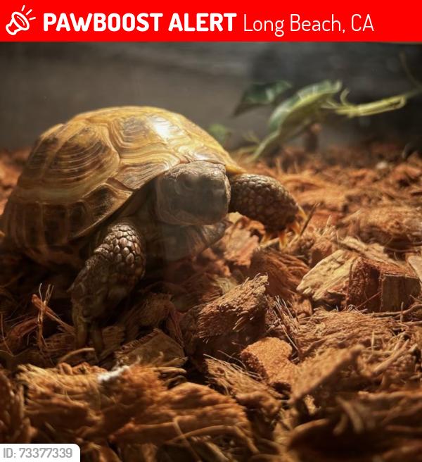 Lost Male Reptile last seen Lakewood Blvd, Long Beach, CA 90815
