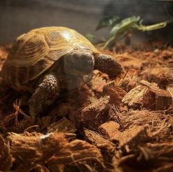 Lost Male Reptile last seen Lakewood Blvd, Long Beach, CA 90815