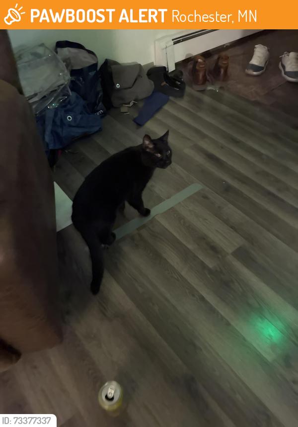 Found/Stray Unknown Cat last seen Near 1/2 street nw, Rochester, MN 55901