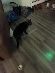 Found/Stray Unknown Cat last seen Near 1/2 street nw, Rochester, MN 55901