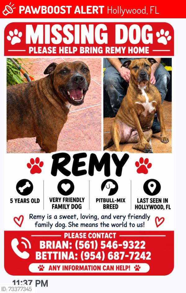 Lost Female Dog last seen Johnson and Dixie highway, Hollywood, FL 33020