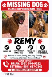 Lost Female Dog last seen Johnson and Dixie highway, Hollywood, FL 33020