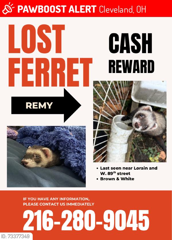 Lost Male Ferret last seen W. 89th & Lorain, Cleveland, OH 44102