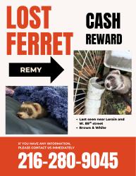 Lost Male Ferret last seen W. 89th & Lorain, Cleveland, OH 44102