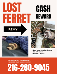 Lost Male Ferret last seen West 89th and Willard, Cleveland, OH 44102