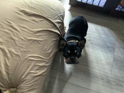 Reunited Female Dog last seen Cleveland Ave bay point, Bay Point, CA 94565