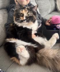 Lost Female Cat last seen Cornerstone boulevard, Calgary, AB 