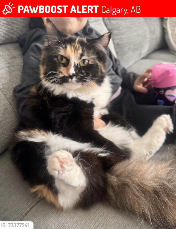Lost Female Cat last seen Cornerstone boulevard, Calgary, AB 