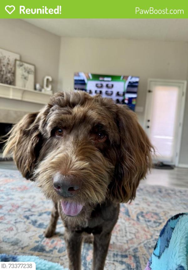 Reunited Male Dog last seen Wind river ln, Denton, TX 76210