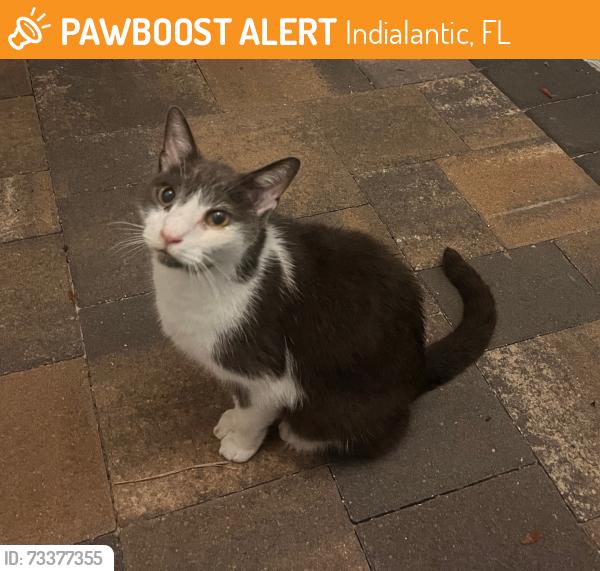 Found/Stray Unknown Cat last seen Ramona, Indialantic, FL 32903