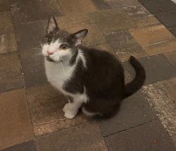 Found/Stray Unknown Cat last seen Ramona, Indialantic, FL 32903