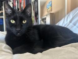 Lost Male Cat last seen Shade Tree Road, Yucaipa, CA 92399
