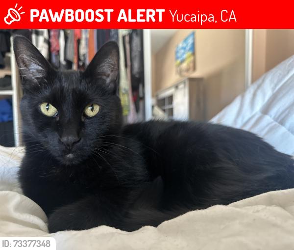 Lost Male Cat last seen Shade Tree Road, Yucaipa, CA 92399