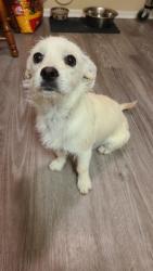 Found/Stray Female Dog last seen 11th and Nisqualli, Victorville, CA 92395