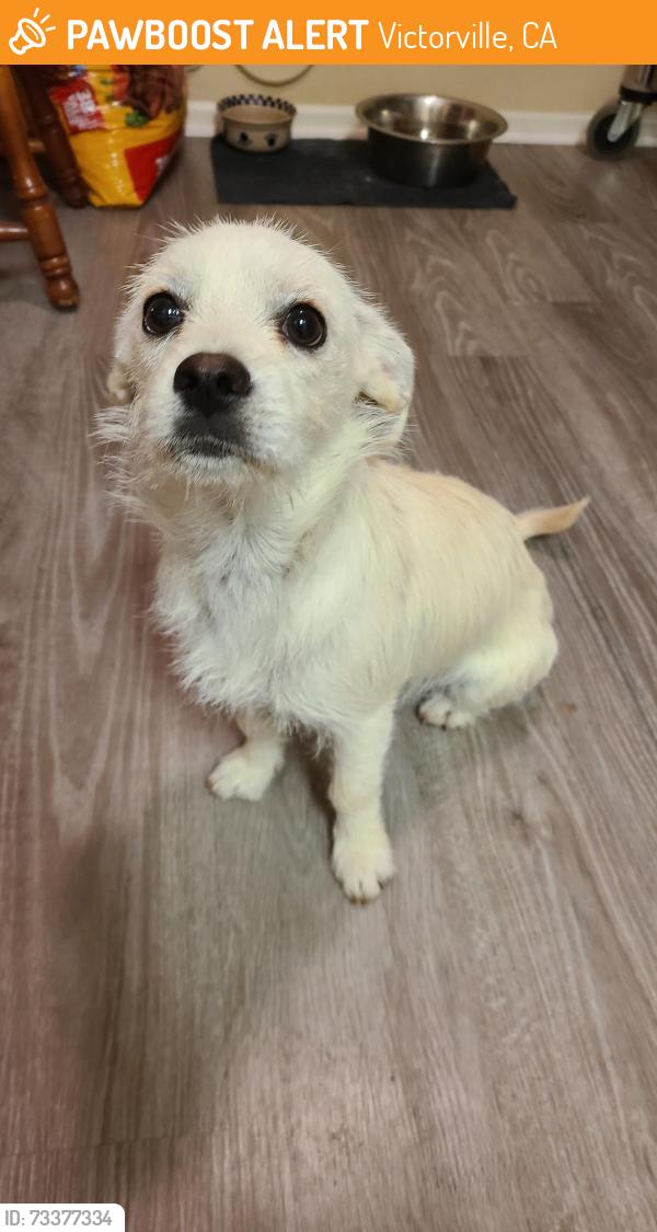 Found/Stray Female Dog last seen 11th and Nisqualli, Victorville, CA 92395