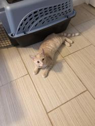 Found/Stray Female Cat last seen Laguna Blvd and Franklin blvd, Elk Grove, CA 95624