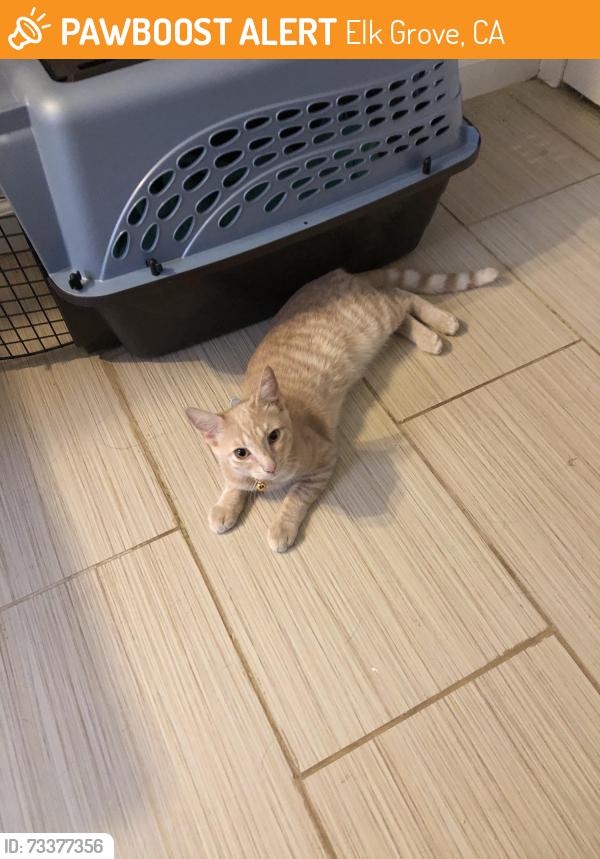 Found/Stray Female Cat last seen Laguna Blvd and Franklin blvd, Elk Grove, CA 95624