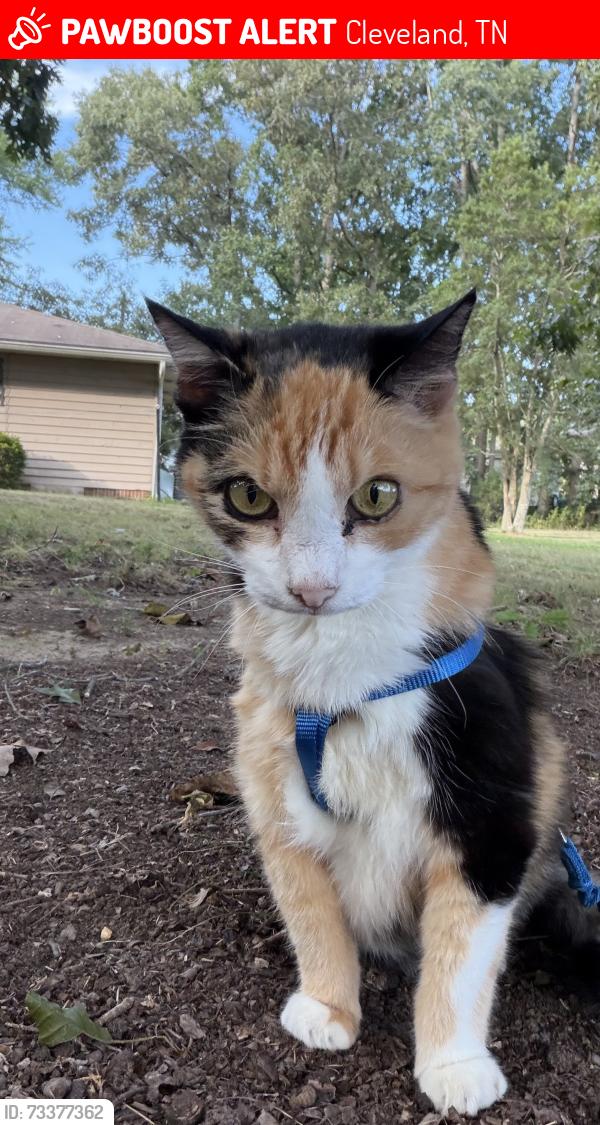 Lost Female Cat last seen Tasso Area, Oakwood Sub., Cleveland, TN 37312