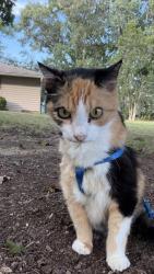 Lost Female Cat last seen Tasso Area, Oakwood Sub., Cleveland, TN 37312