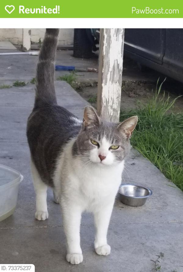 Reunited Female Cat last seen Palm Ave, National City, CA 91950, USA, National City, CA 91950