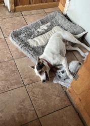 Lost Female Dog last seen Virginia and Decatur, Denver, CO 80219