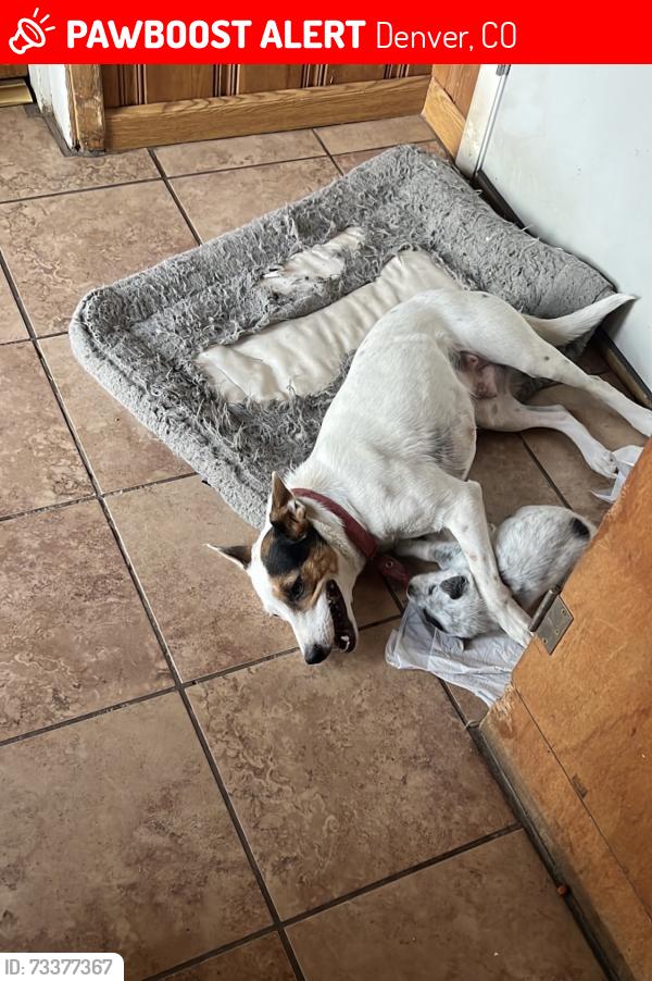 Lost Female Dog last seen Virginia and Decatur, Denver, CO 80219