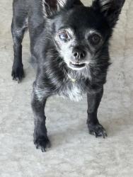 Reunited Male Dog last seen Near 94th Ct., Oak Lawn, IL 60453