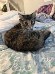 Reunited Female Cat last seen Lindfield and 192, Kissimmee, FL 34747