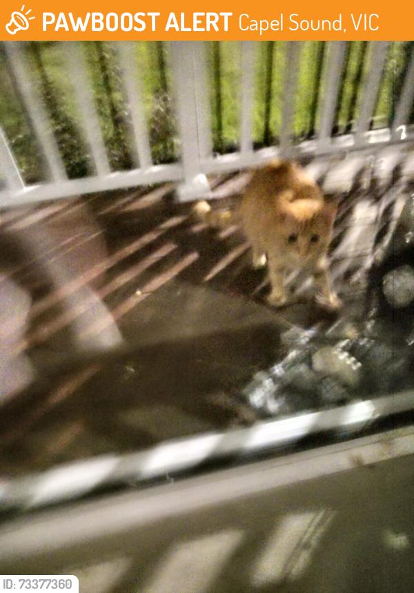 Found/Stray Male Cat last seen Eden bay motel, Capel Sound, VIC 3940